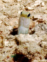 The Yellow Headed Jawfish is probably the most busy on th... by Steven Anderson 